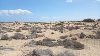 GC-Camello Safari (Maspalomas)-34.jpg